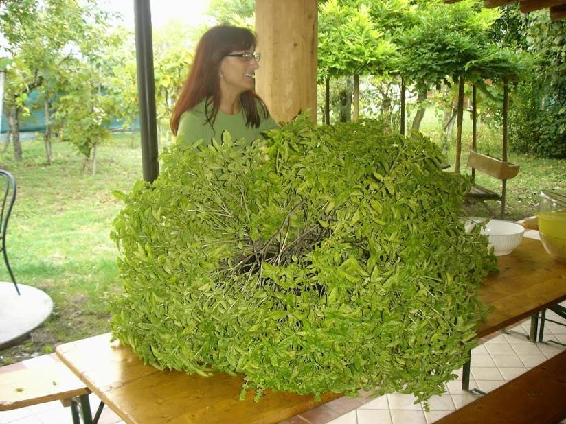 Campsite Ecogarden With
